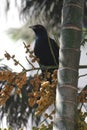 The blood red eyed Asian Koel